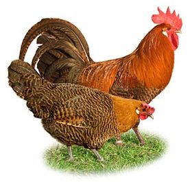 Domaca Zivina
